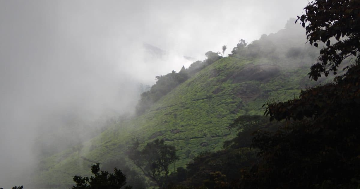 Pothamedu Viewpoint Munnar: Your Complete Visitor Guide