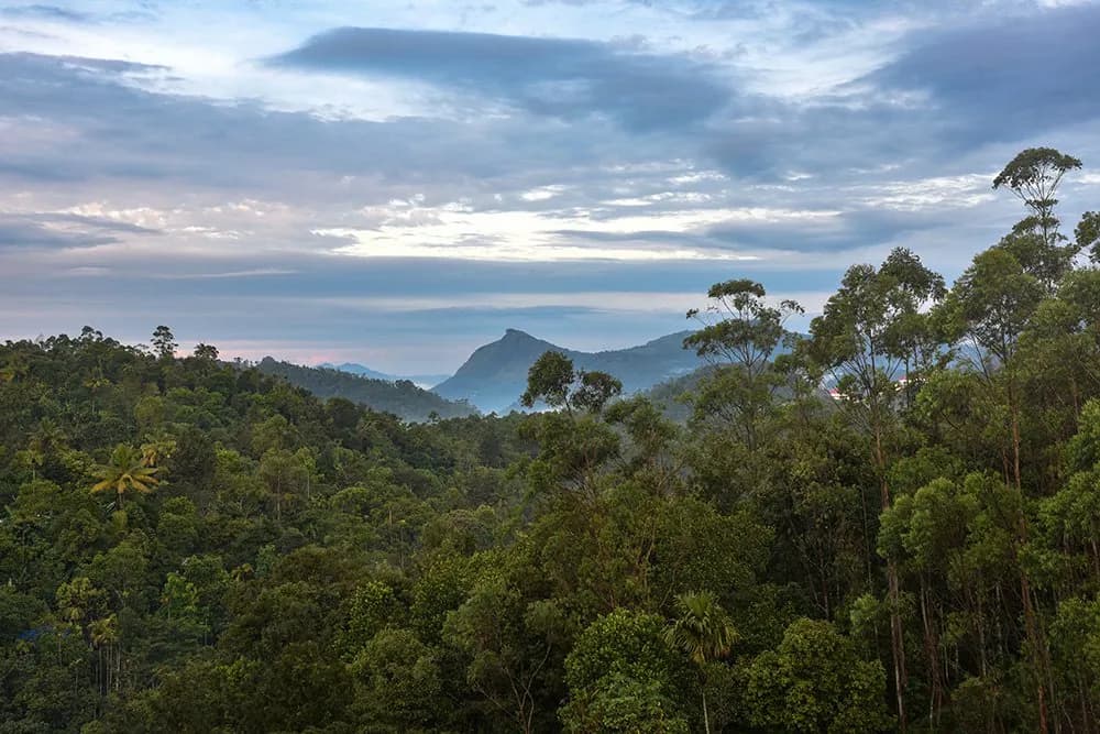 Why Anachal Munnar Resorts Are Gaining Popularity Fast