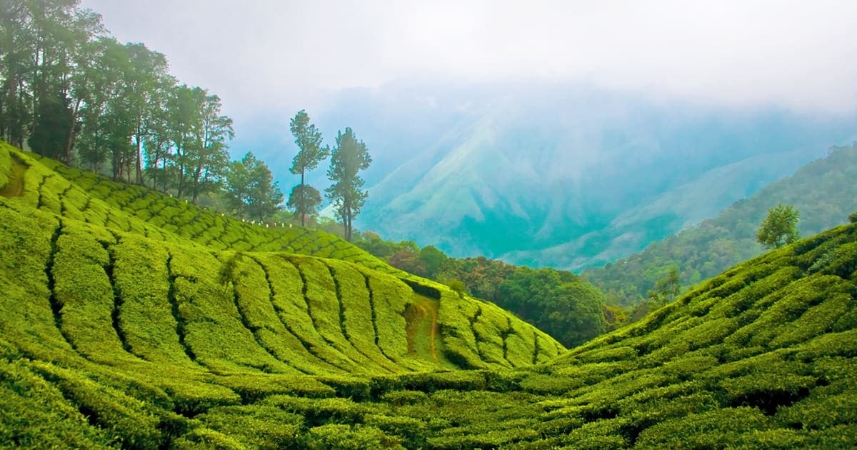 Top Station Munnar: Best Sunrise Views and How to Reach