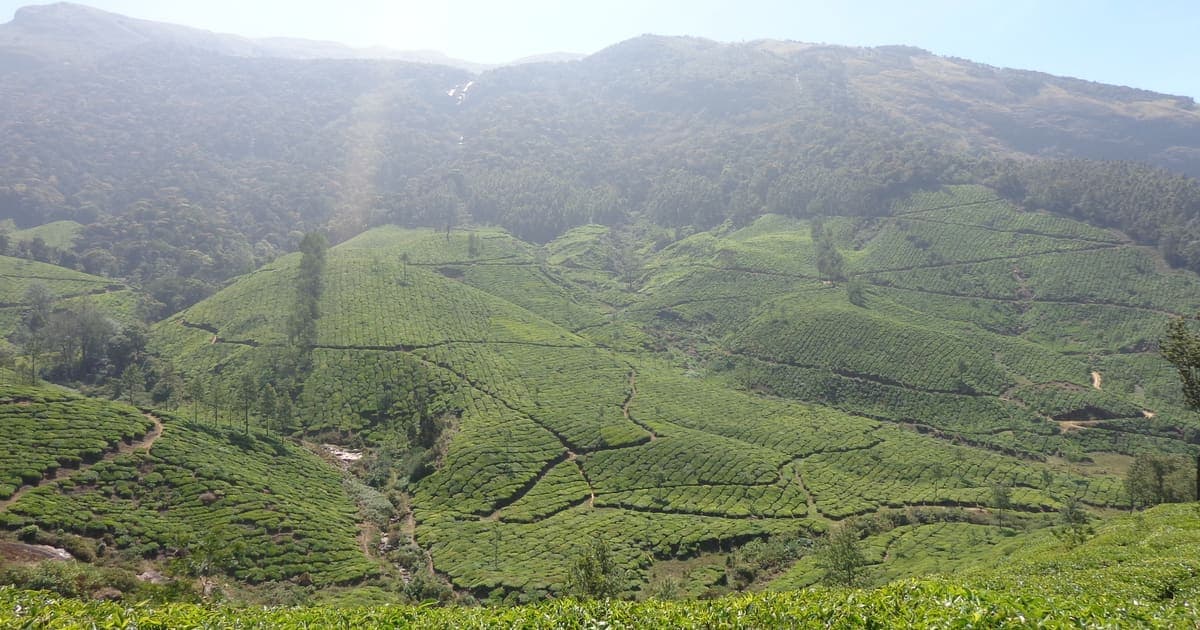 Munnar Tea Garden Tours: What to Expect and How to Book