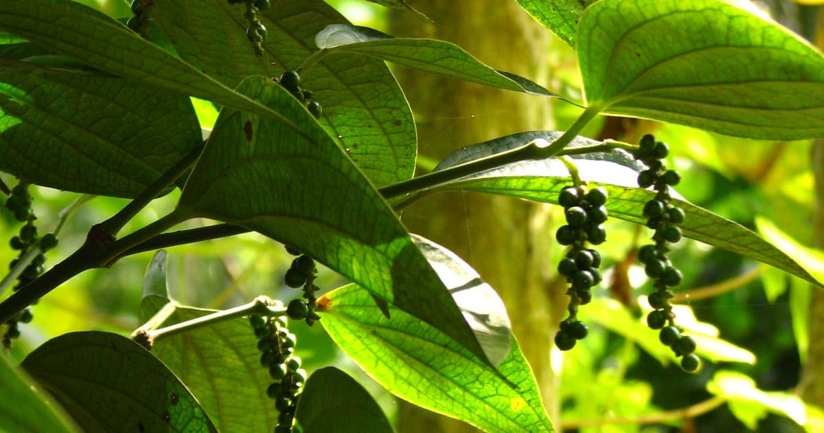 Spice Plantation Tours Near Munnar: Cardamom, Pepper and More
